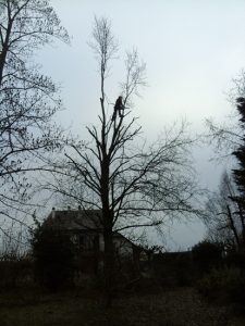 Élagage, taille, arbres, Les Jardins du Buis, 73, 38, 01, Paysagiste, pont de Beauvoisin